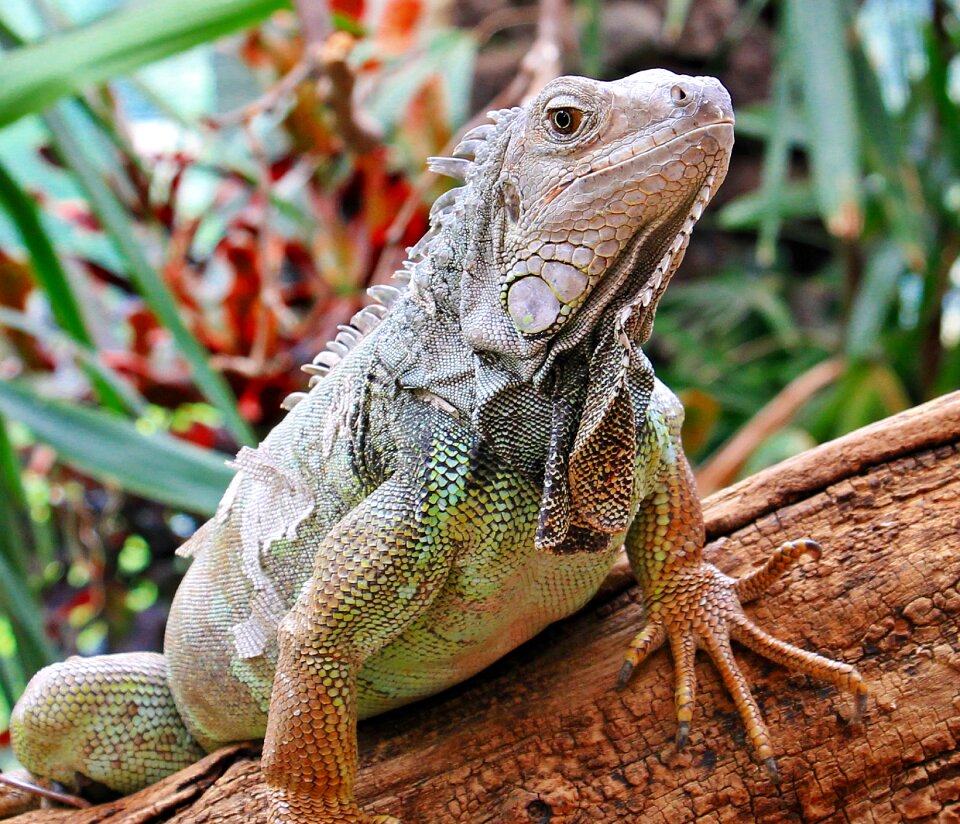 Lizard animal dragon