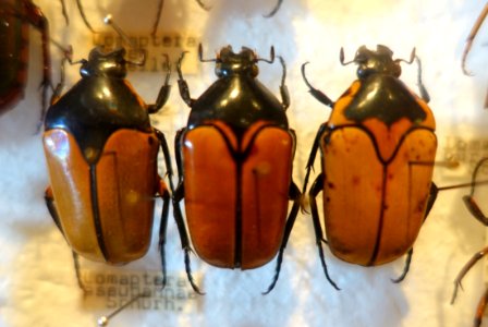Lomaptera - Swedish Museum of Natural History - Stockholm, Sweden - DSC00668