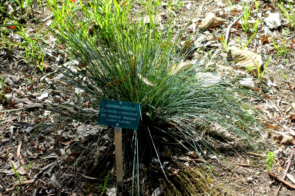 Lomandra confertifolia ssp. rubiginosa 'Seascape' - Mildred E. Mathias Botanical Garden - University of California, Los Angeles - DSC02747