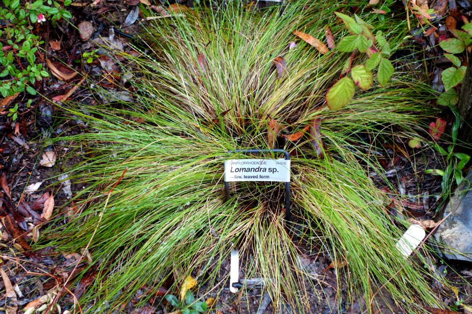 Lomandra sp. - UC Santa Cruz Arboretum - DSC07344
