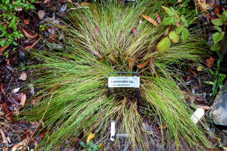 Lomandra sp. - UC Santa Cruz Arboretum - DSC07344