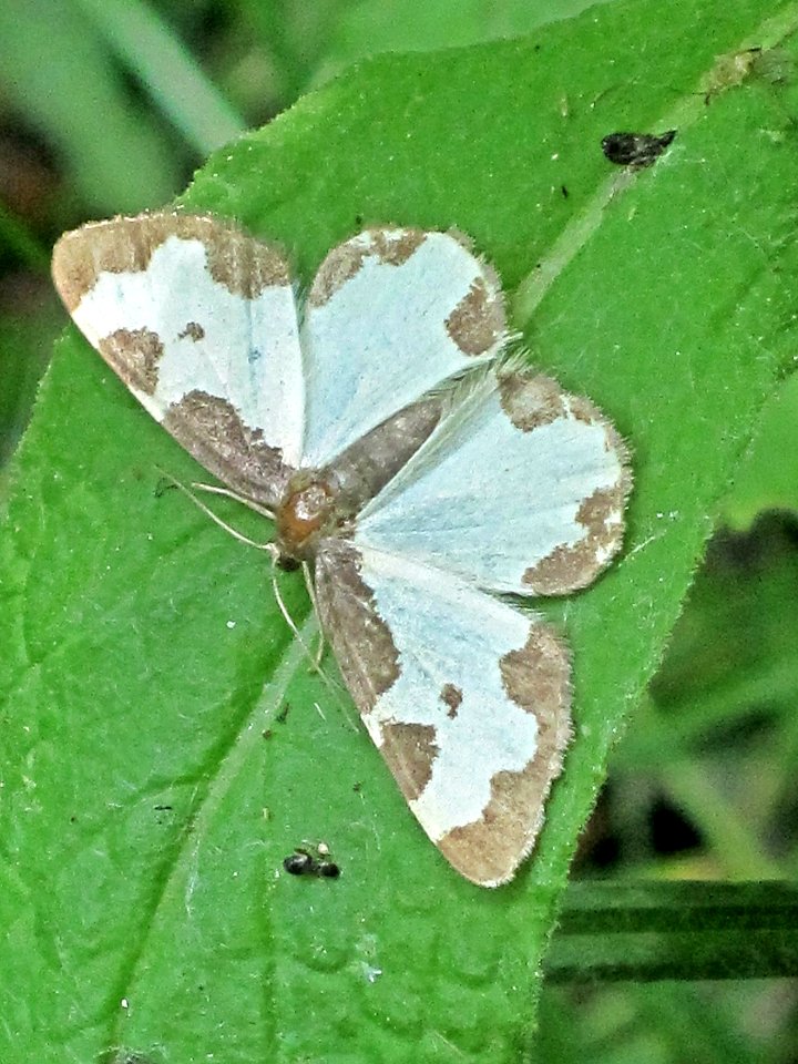 Lomaspilis marginata (Clouded Border), Arnhem, the Netherlands