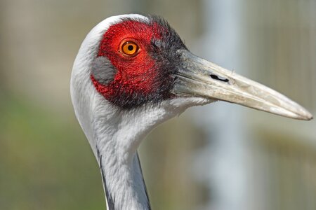 Crane close up exotic