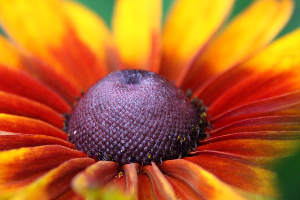 Red yellow close up