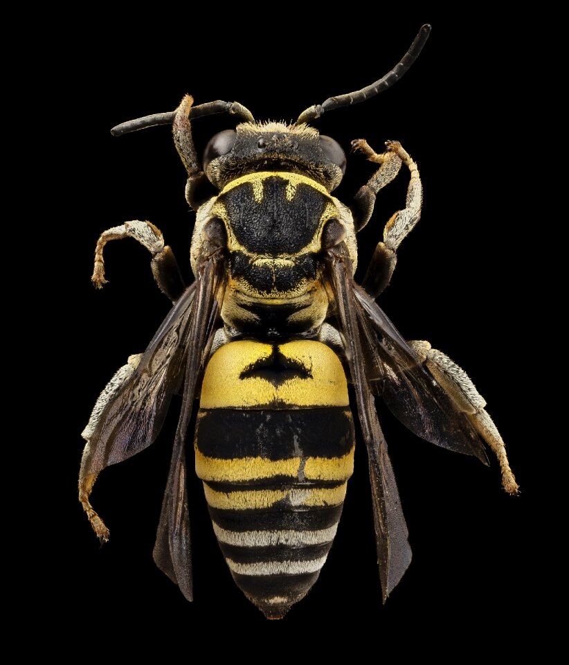 Triepeolus simplex wildlife nature