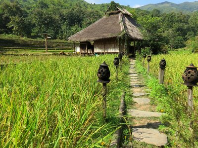 Paillotte housing rice field