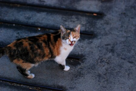 Colorful kitty cute cat