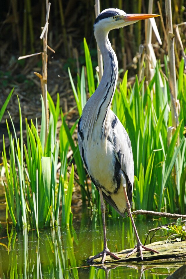Water animal world hunter