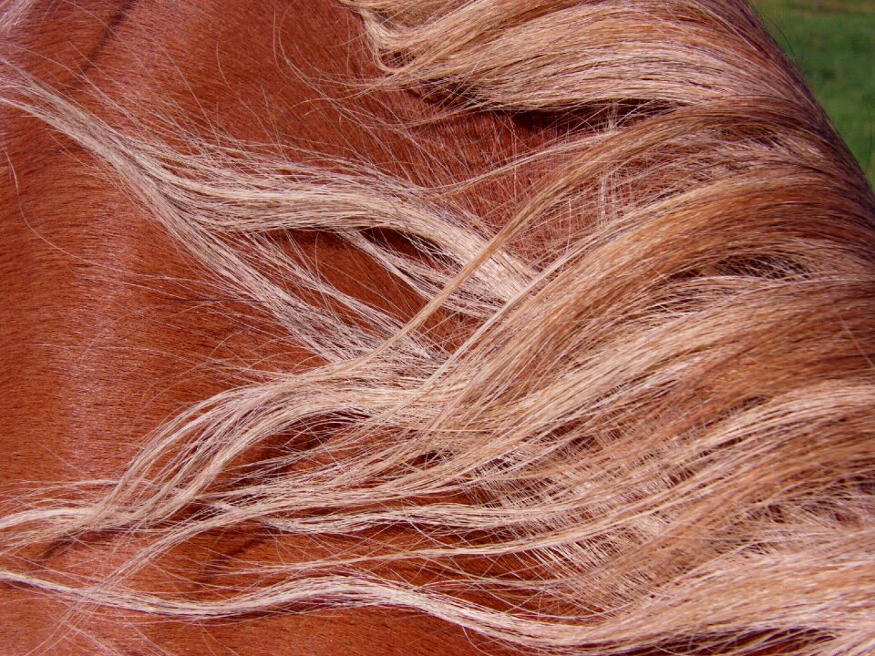 Autumn horse head animals