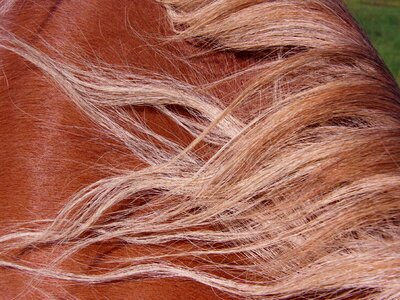 Autumn horse head animals