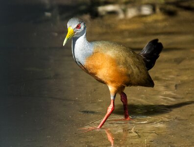 Animal south america venezuela photo