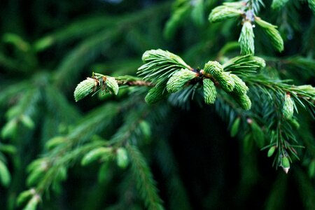 Tree trees plant photo