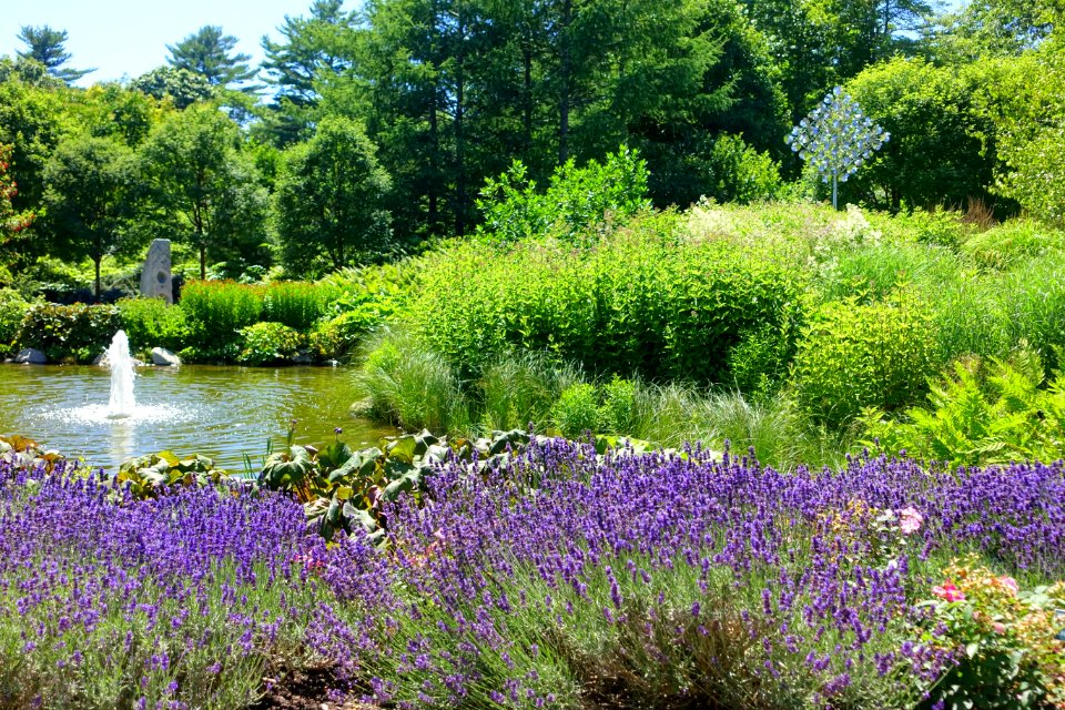 Little pond - Coastal Maine Botanical Gardens - DSC03112