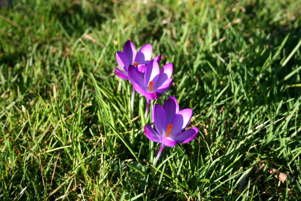 Spring crocus blossom photo