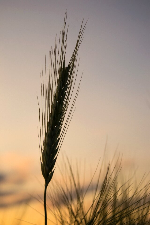 Field nature spike