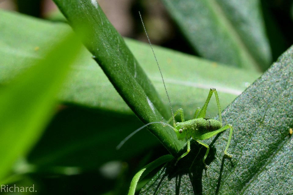 Little Grasshopper (165002395)