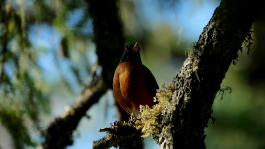 Little.Qualicum.American.Robin.Wanderdrossel.P1033970
