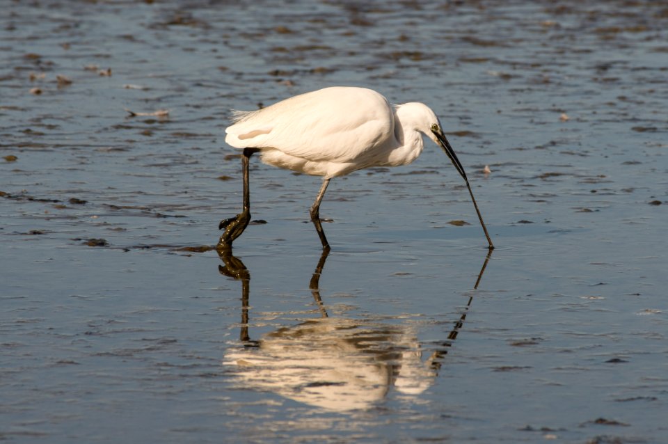 Little egret (Egretta garzetta)