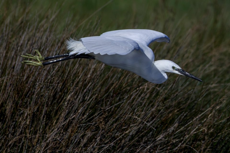 Little egret (Egretta garzetta) in flight