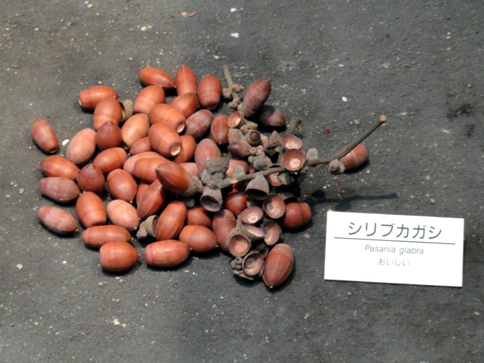 Lithocarpus glaber - Osaka Museum of Natural History - DSC07724