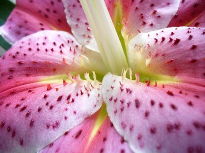 Detail pattern form