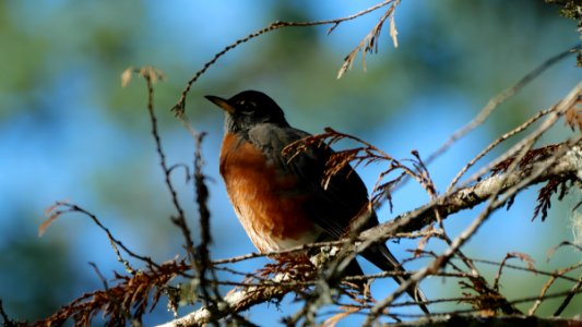 Little.Qualicum.American.Robin.Wanderdrossel.P1033957