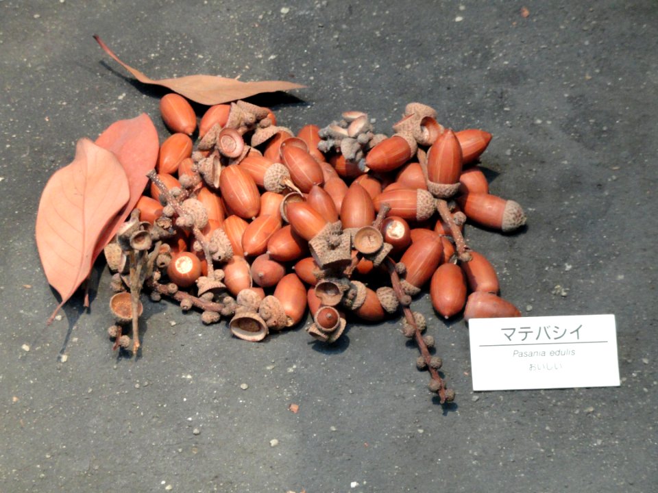 Lithocarpus edulis - Osaka Museum of Natural History - DSC07723