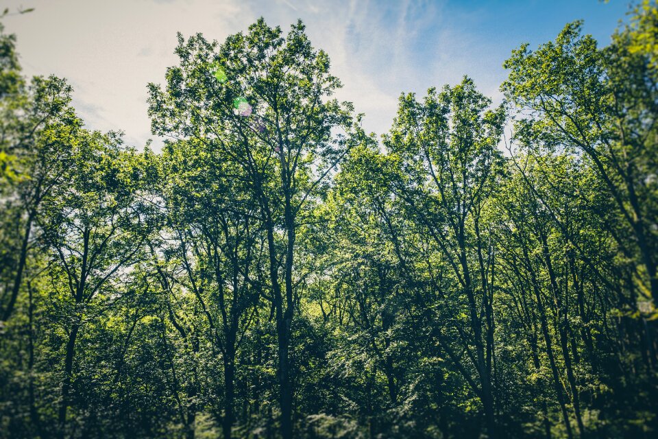 Deciduous ecological awareness environment