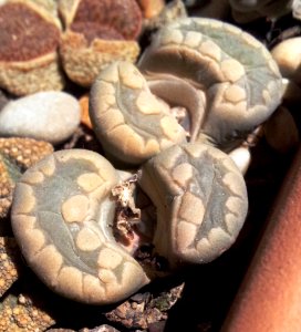 Lithops otzeniana after flowering 2