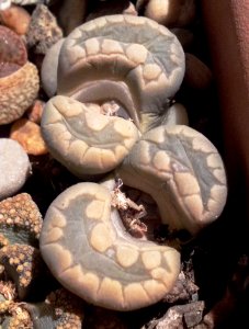 Lithops otzeniana after flowering 3