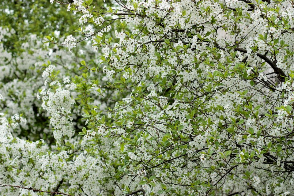Tree spring flourished