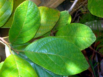 Litsea leefeana leaves