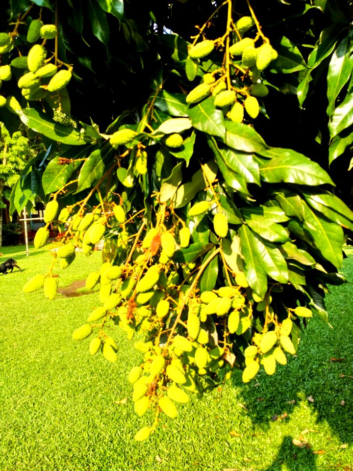 Litchi in a tree at Durgapur, Netrokona. 