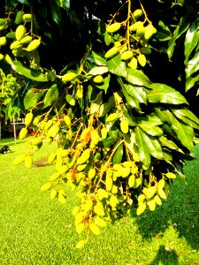 Litchi in a tree at Durgapur, Netrokona. 