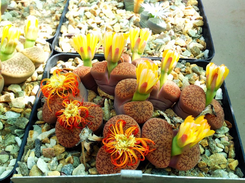 Lithops aucampiae var koelemanii - SBG 9