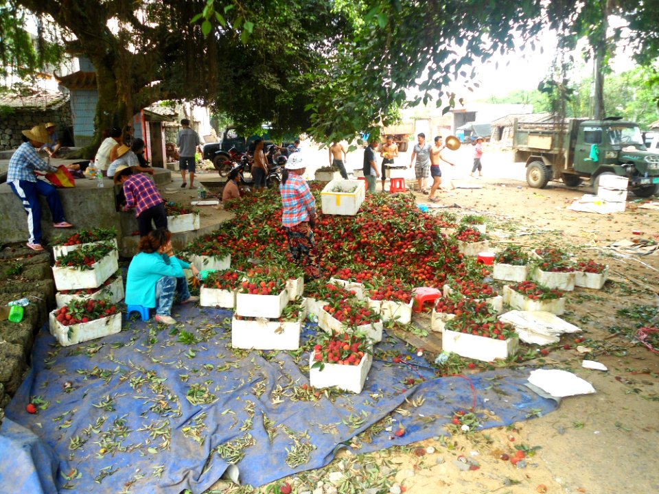 Litchi chinensis sorting - 03