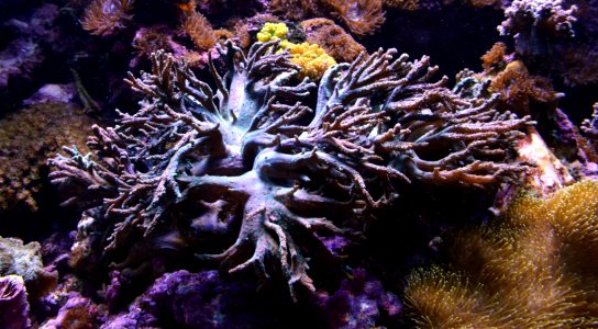 Litophyton arboreum Aquarium tropical du Palais de la Porte Dorée 10 04 2016 1 photo