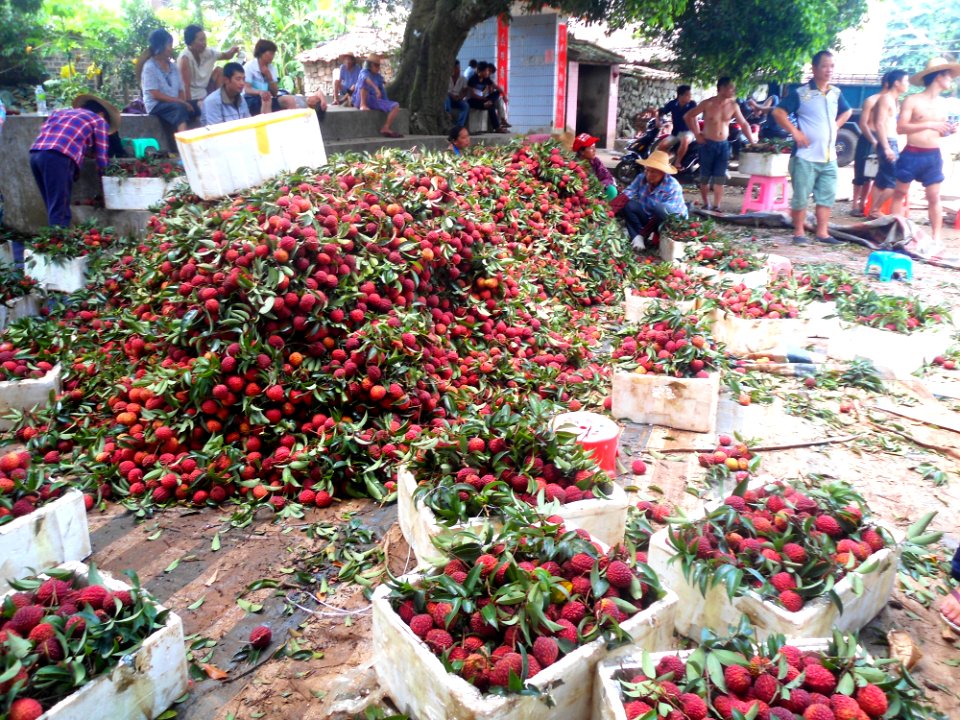 Litchi chinensis sorting - 02