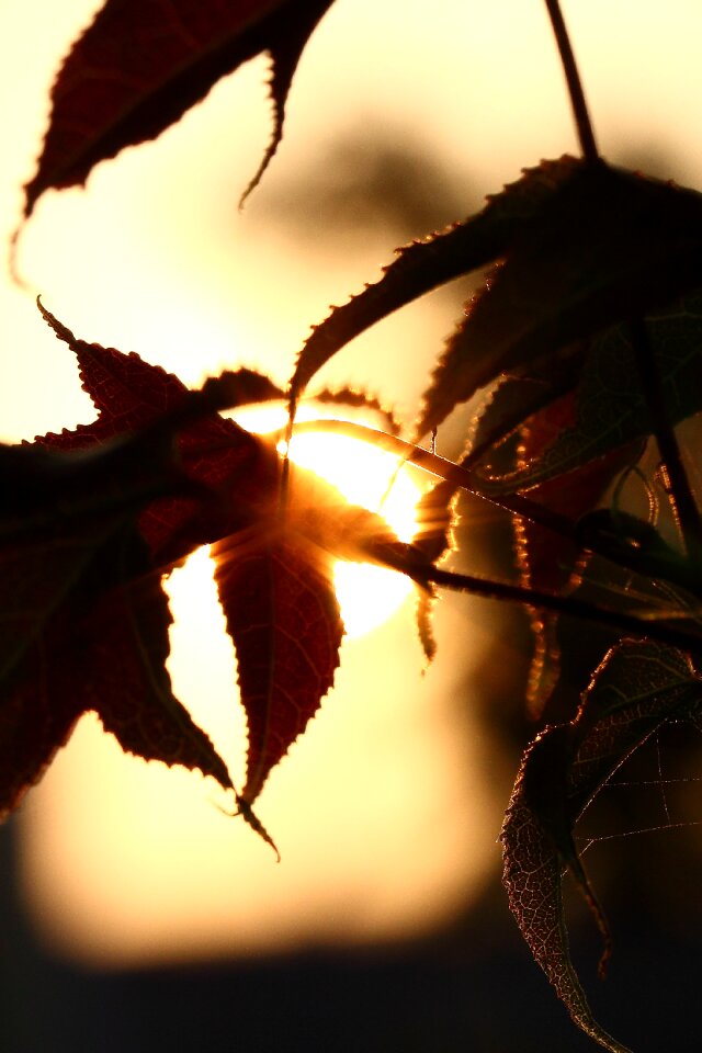 Foliage sunset shadow