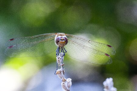 Insect green fly photo