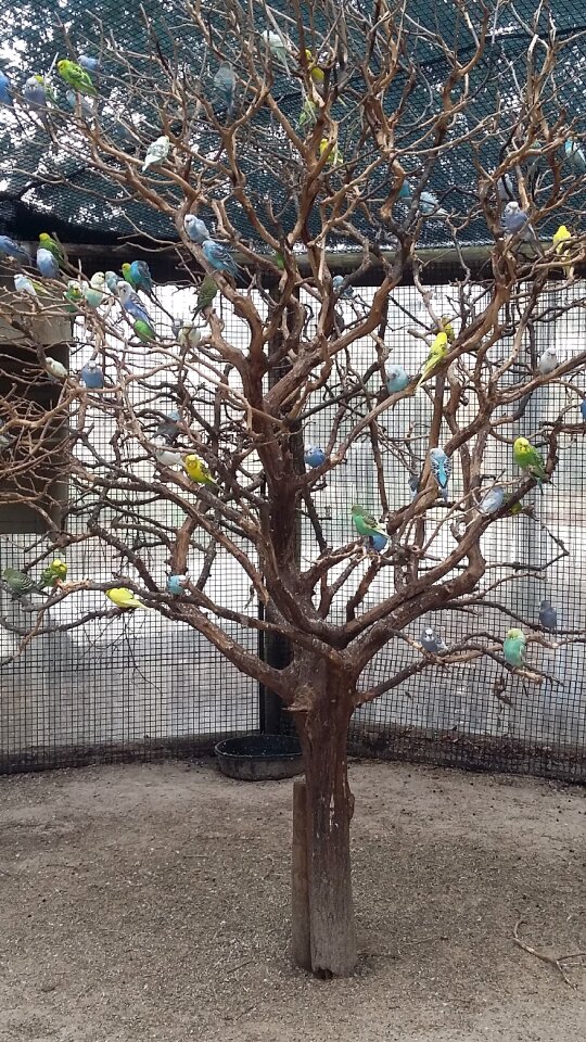 Birds birds tree tree branches
