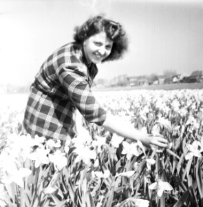 Lisse. Het eerste narcissenveld, Bestanddeelnr 934-5459