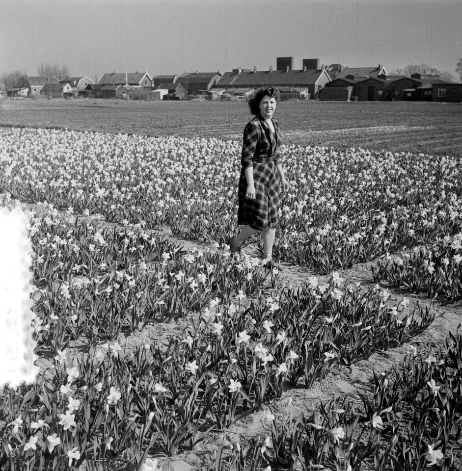 Lisse. Het eerste narcissenveld, Bestanddeelnr 905-6309