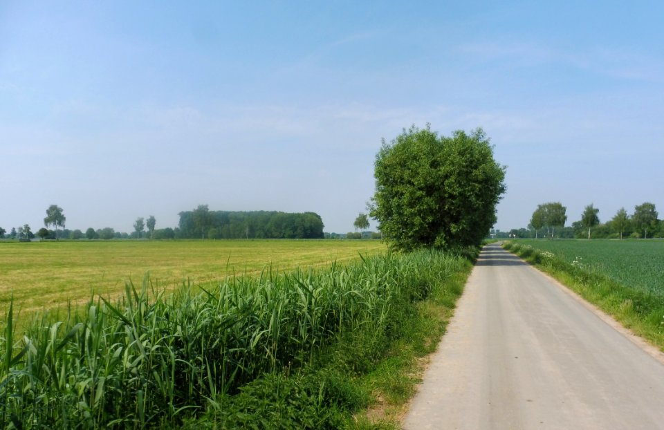 Lippeniederung VI – Mantinghausen - 1