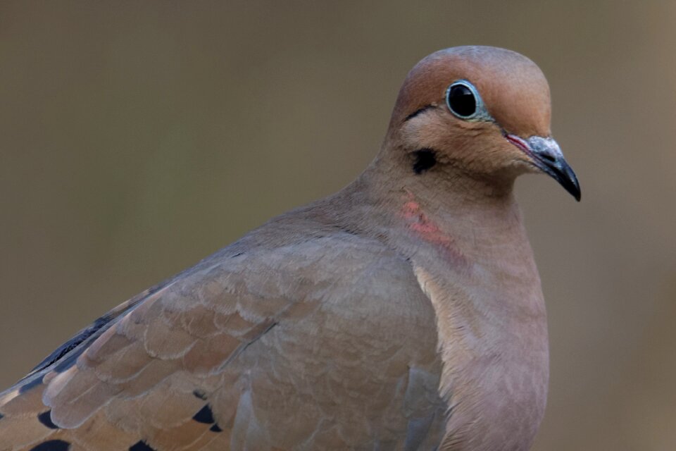 Wildlife nature avian