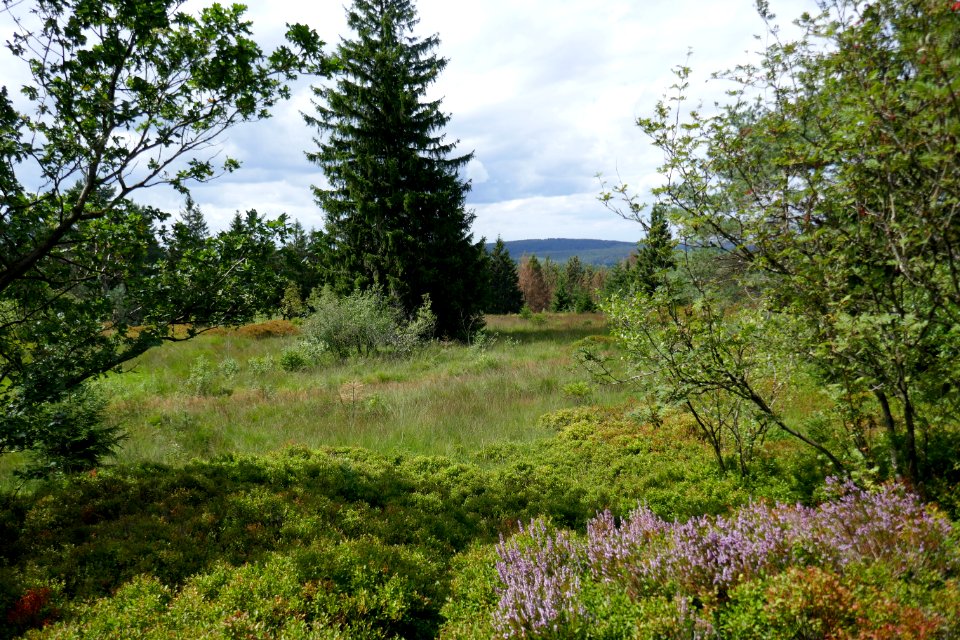 Lippische Velmerstot - 12