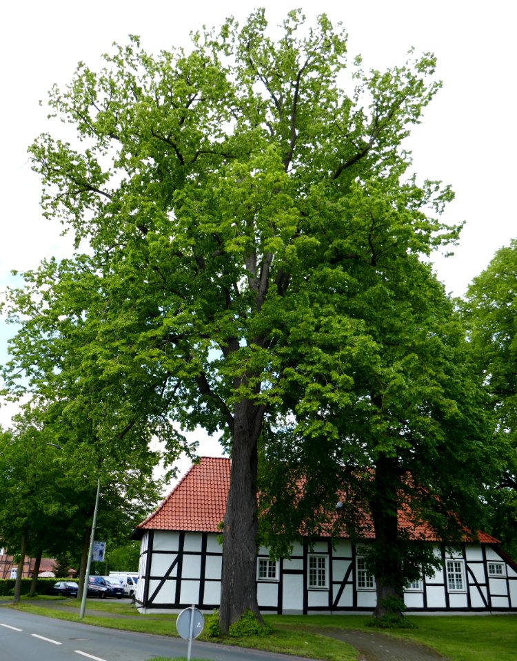 Lippling - ND 5 Linden an der alten Kapelle - 3