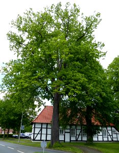 Lippling - ND 5 Linden an der alten Kapelle - 3