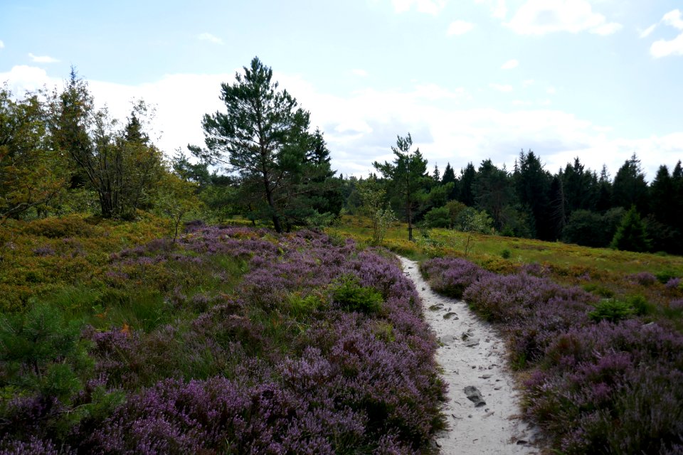 Lippische Velmerstot - 13