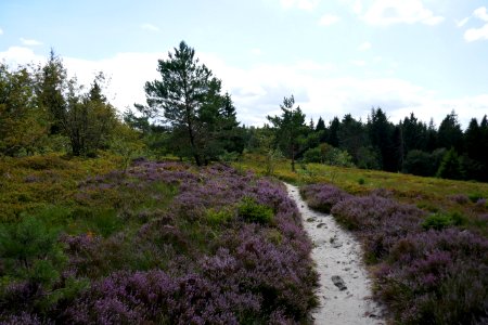 Lippische Velmerstot - 13